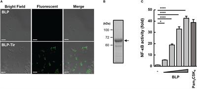 The adjuvant effect of bacterium-like particles depends on the route of administration